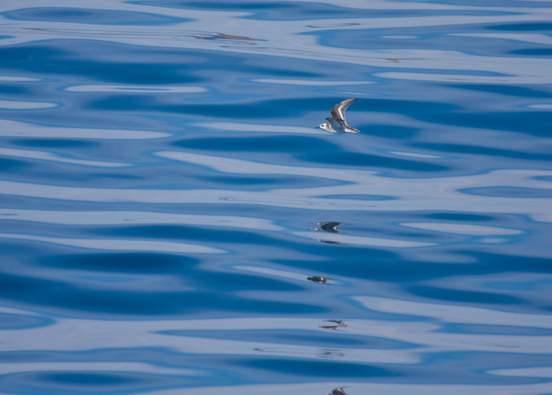 Red-Necked Phalarope In Flight Reflected On Ocean Surface